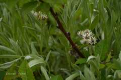 Anaphalis nepalensis